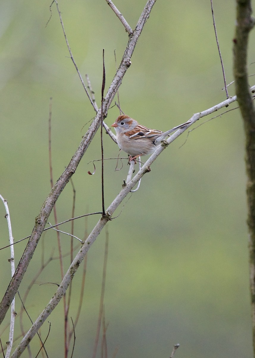 Field Sparrow - ML584920931