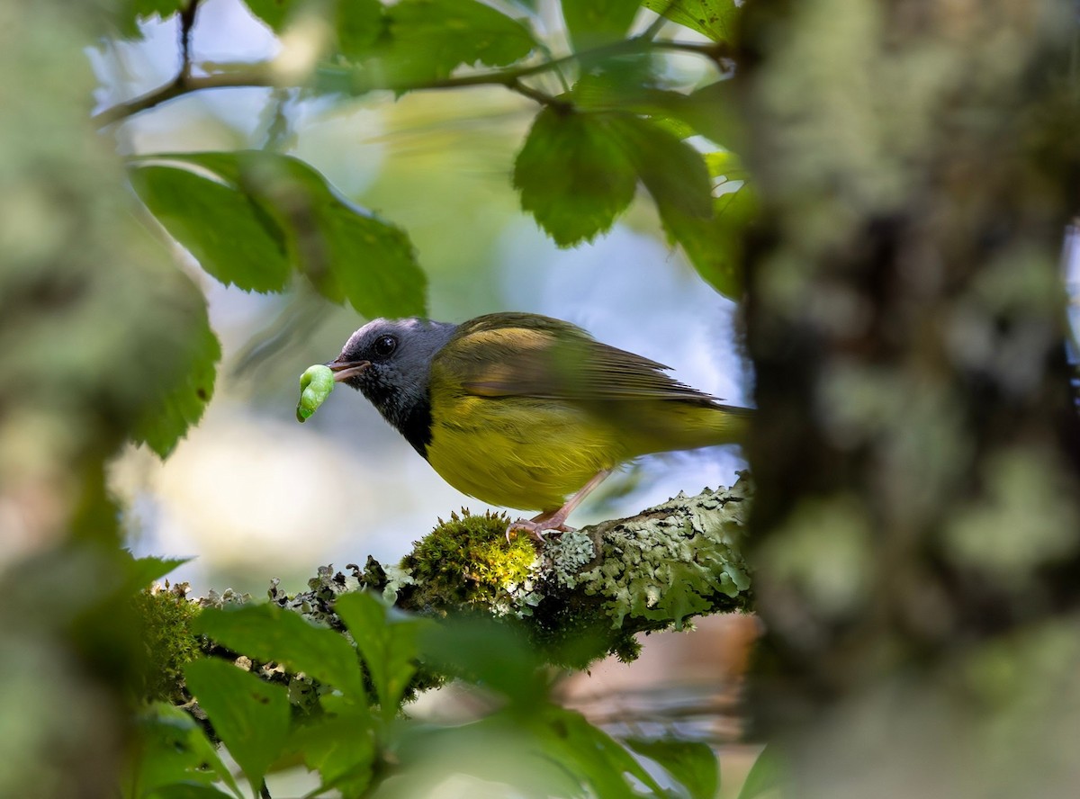 Mourning Warbler - ML584922011