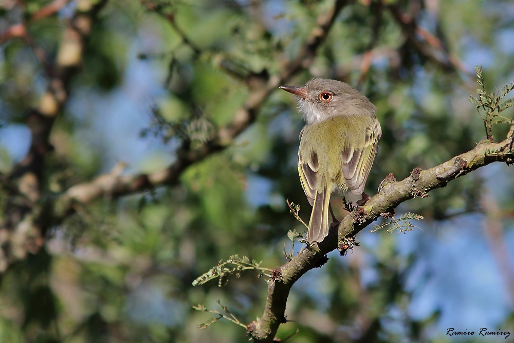 Pearly-vented Tody-Tyrant - ML584922181