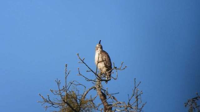 Орел-чубань гірський - ML584922661