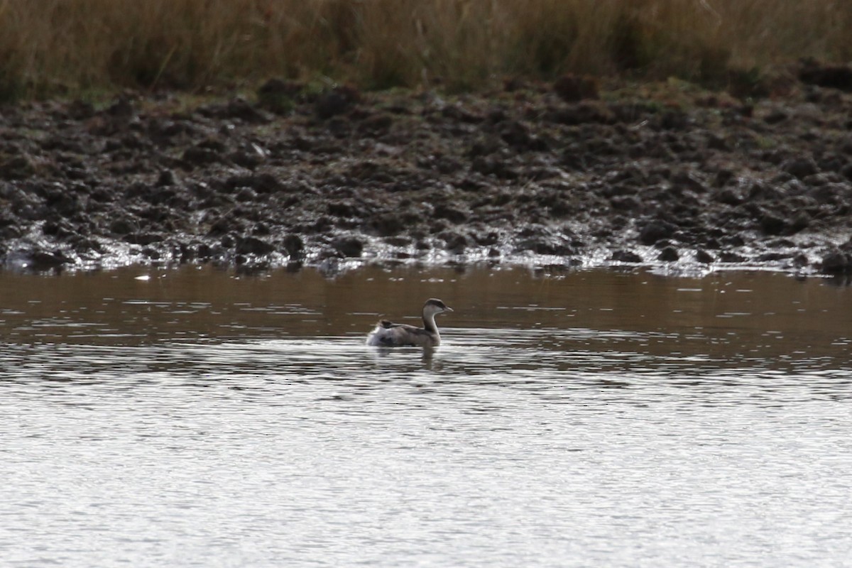 Hoary-headed Grebe - ML584924291