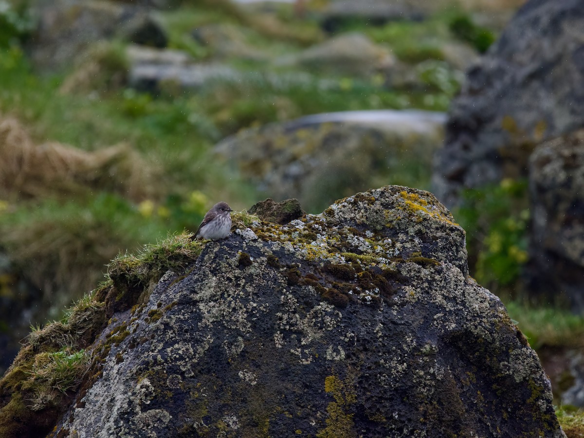 Gray-streaked Flycatcher - Mariah Hryniewich