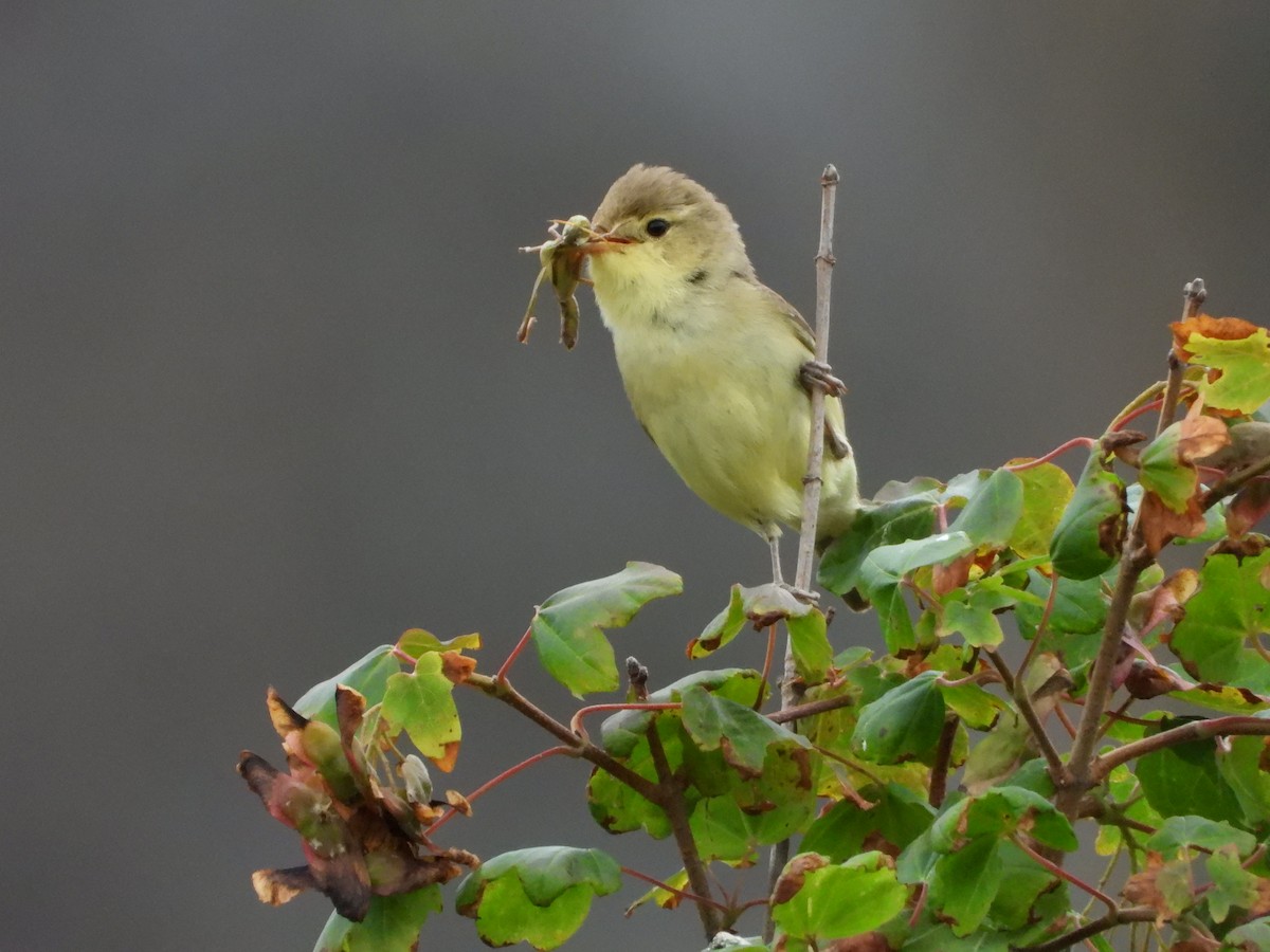 Melodious Warbler - Jon Iratzagorria Garay