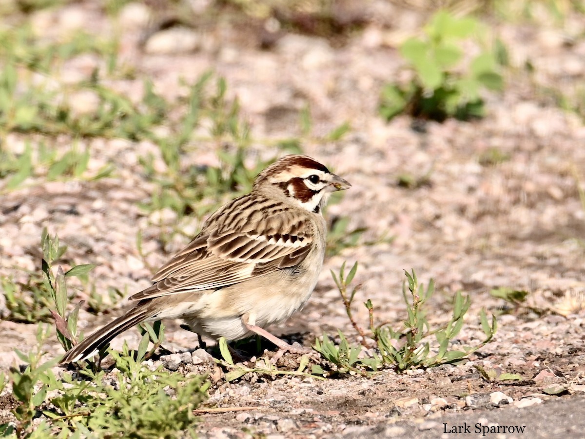 Lark Sparrow - Wijbren Huisman