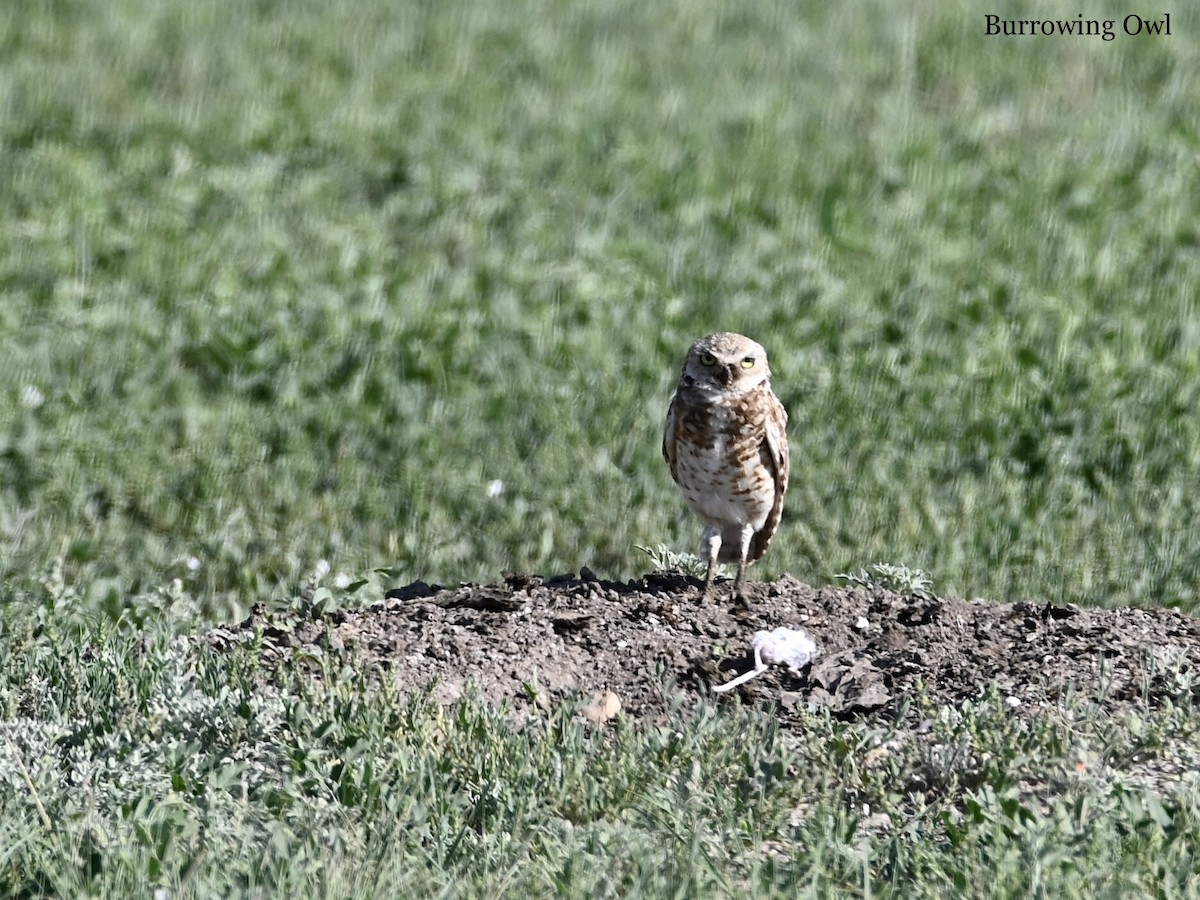 Burrowing Owl - ML584928291