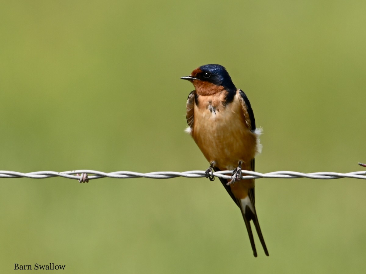 Barn Swallow - ML584928351
