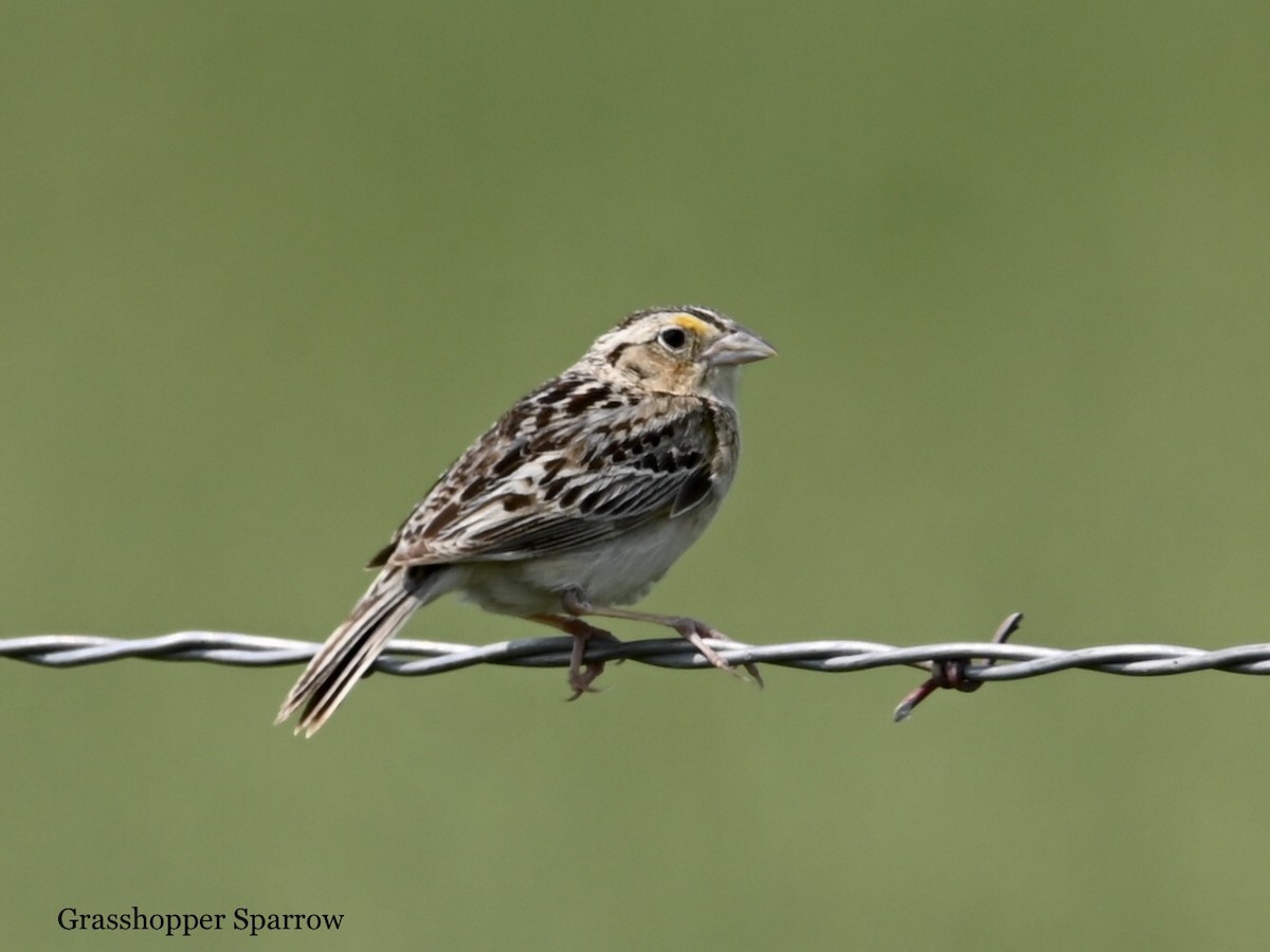 Grasshopper Sparrow - ML584928431