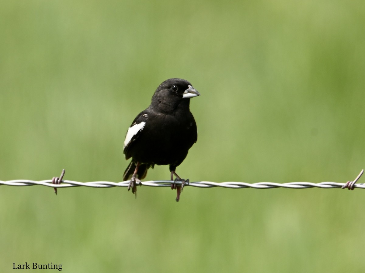 Lark Bunting - ML584928481