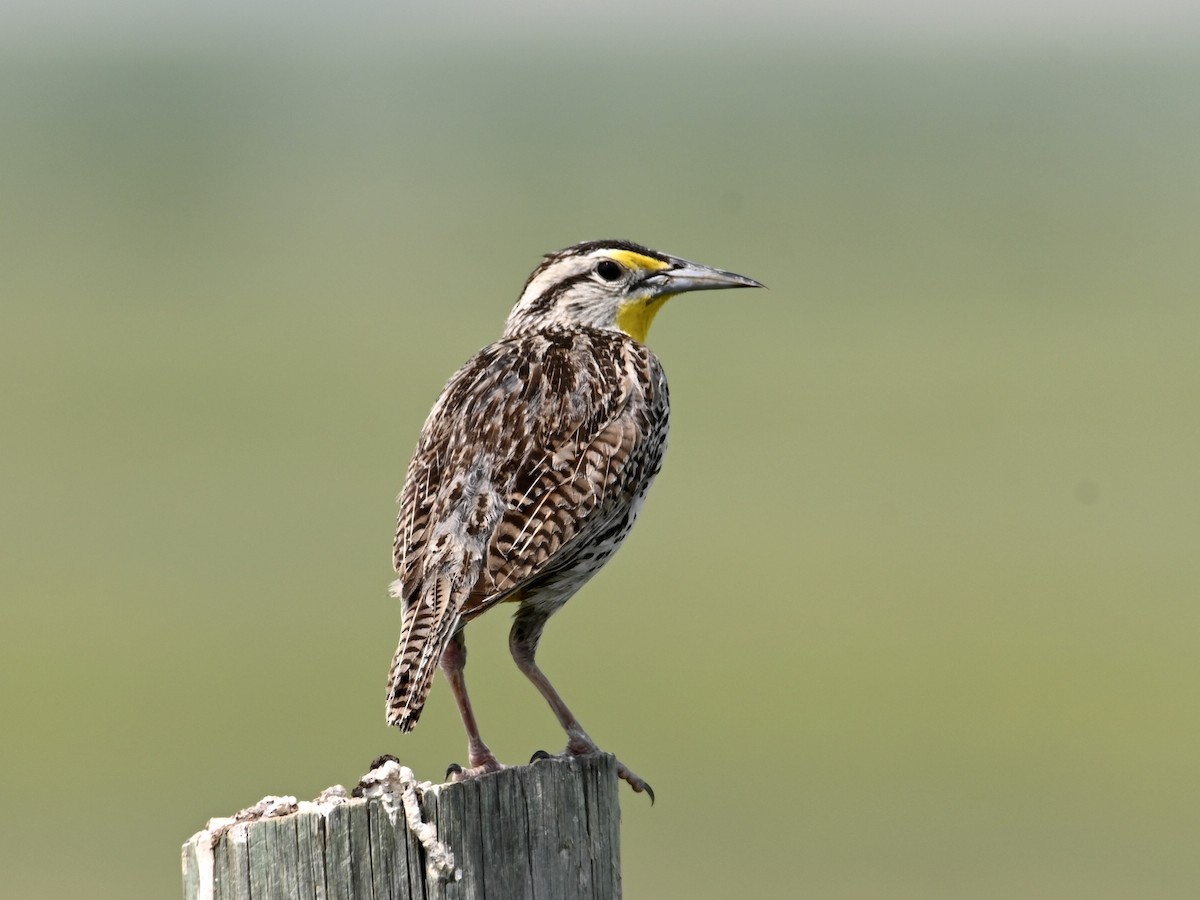 Western Meadowlark - ML584928671