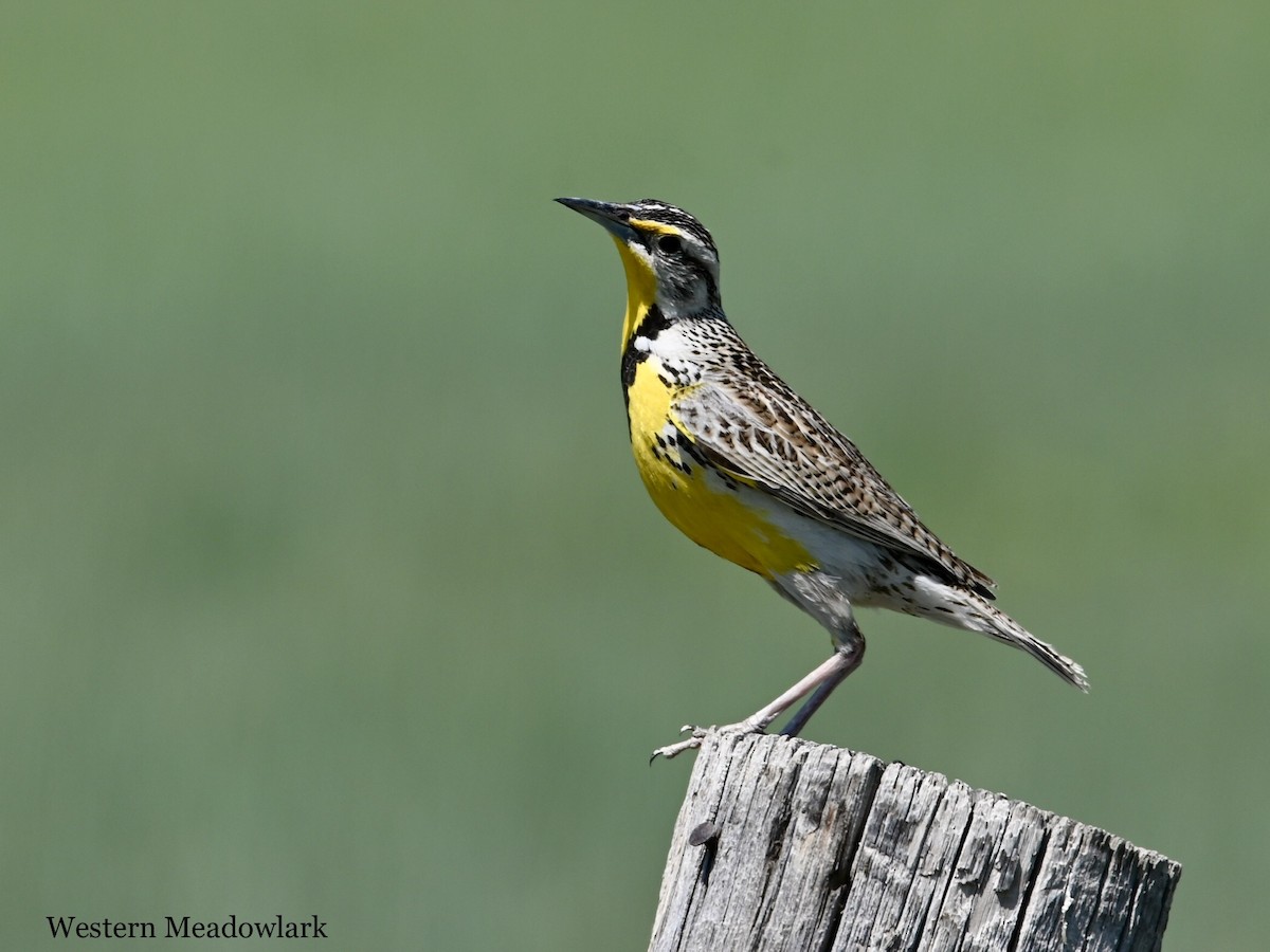 Western Meadowlark - ML584928681