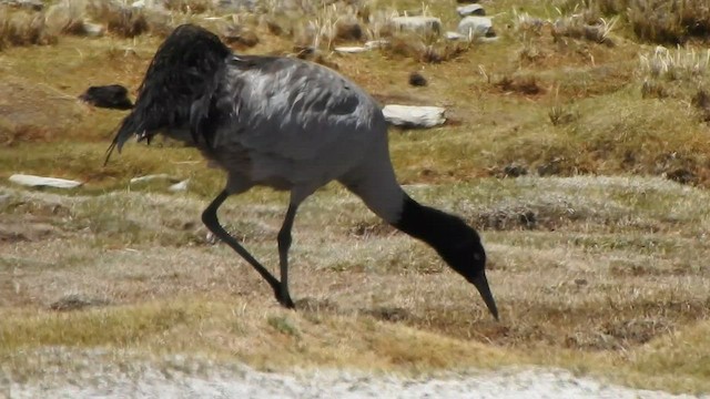 עגור שחור-צוואר - ML584929141