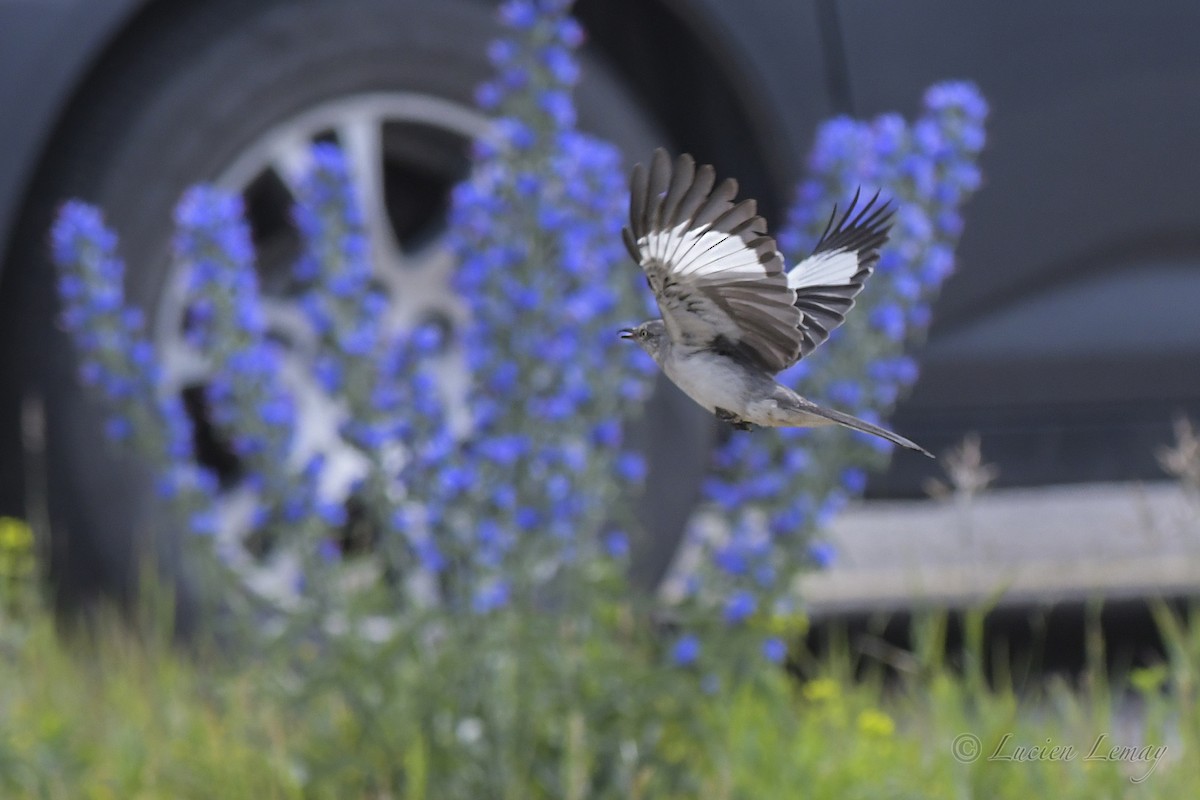 Northern Mockingbird - ML584931531