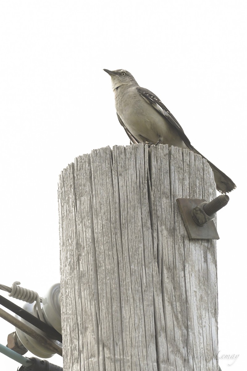 Northern Mockingbird - ML584931551