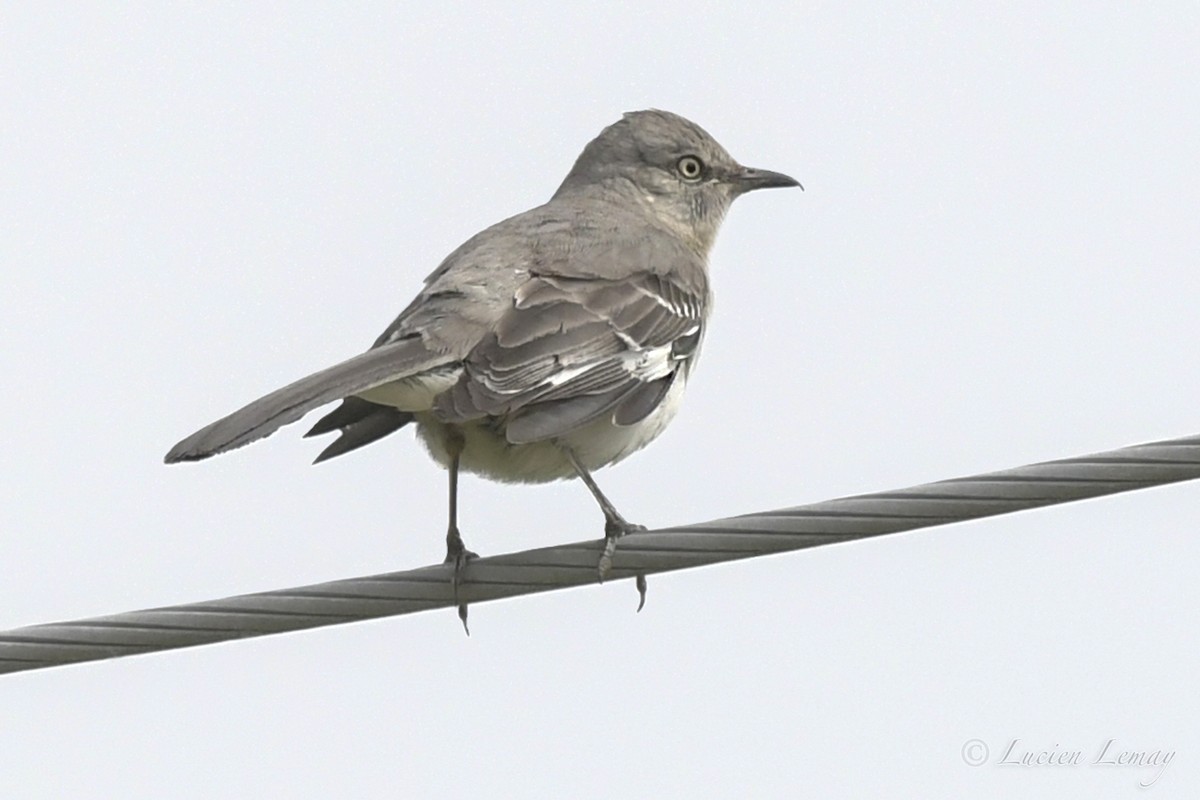 Northern Mockingbird - Nicole Guénette