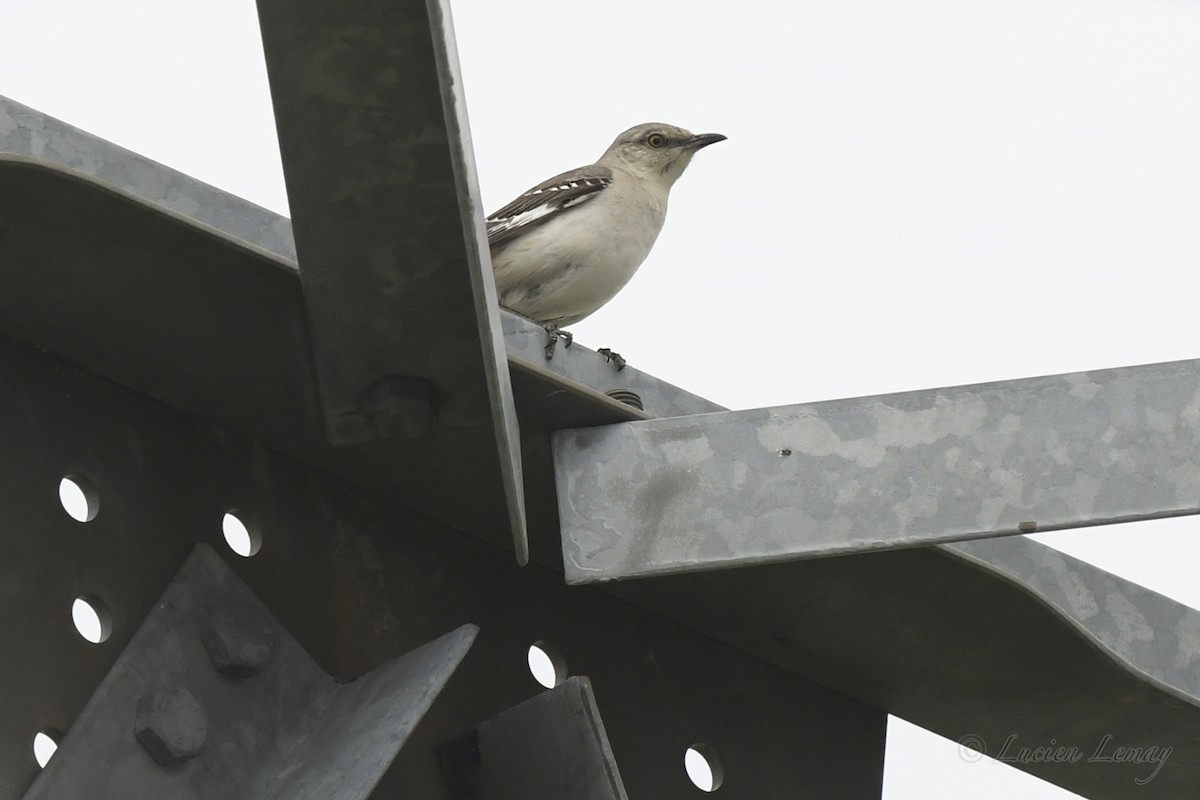 Northern Mockingbird - Nicole Guénette