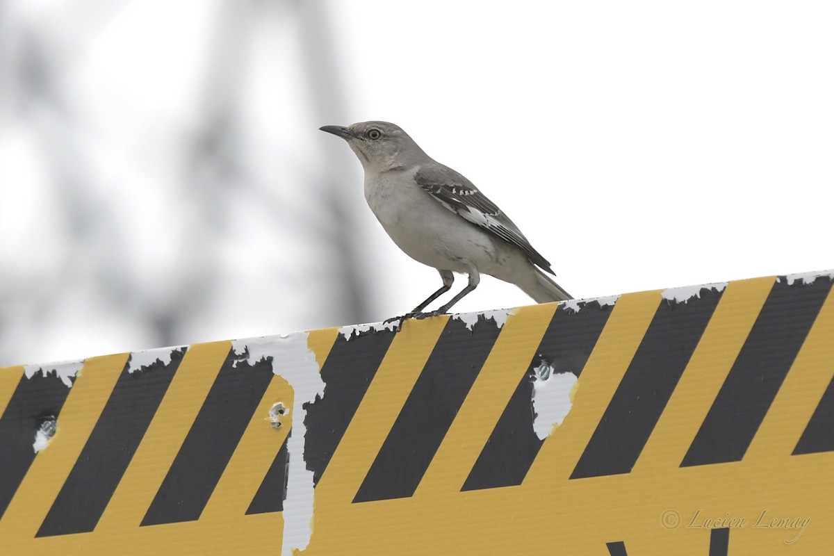 Northern Mockingbird - Nicole Guénette