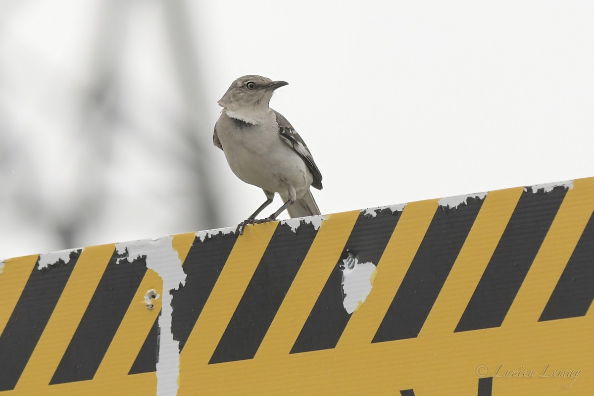 Northern Mockingbird - Nicole Guénette