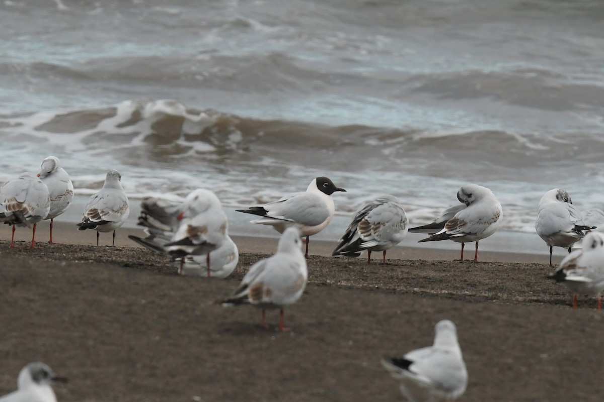 Bonaparte's Gull - ML584932581