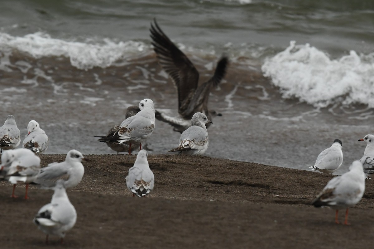 Common Gull - ML584932611