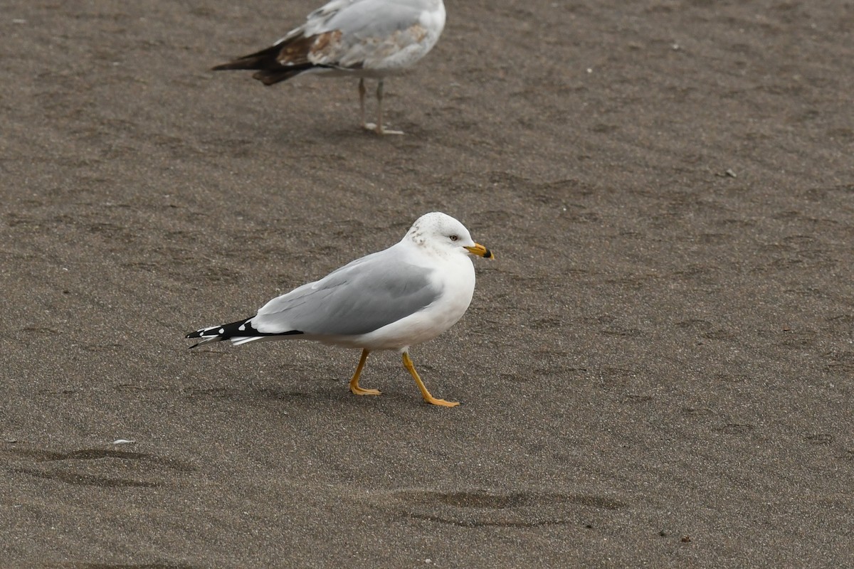 Ring-billed Gull - ML584932621