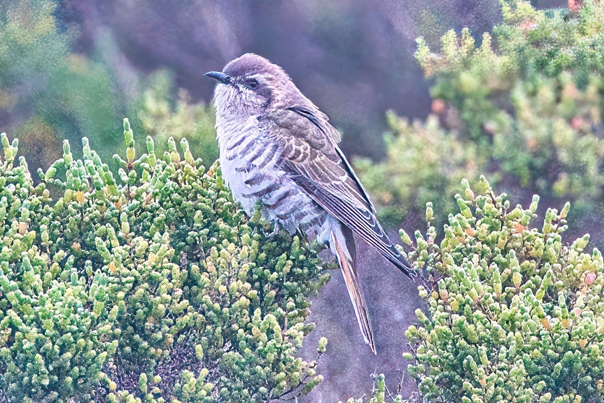 Horsfield's Bronze-Cuckoo - ML584933631