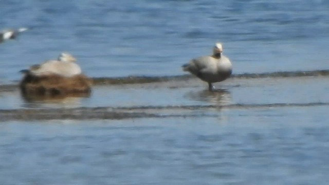 Bar-headed Goose - ML584933781