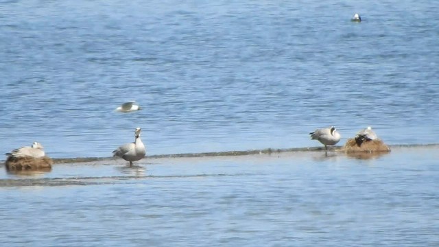 Bar-headed Goose - ML584933791