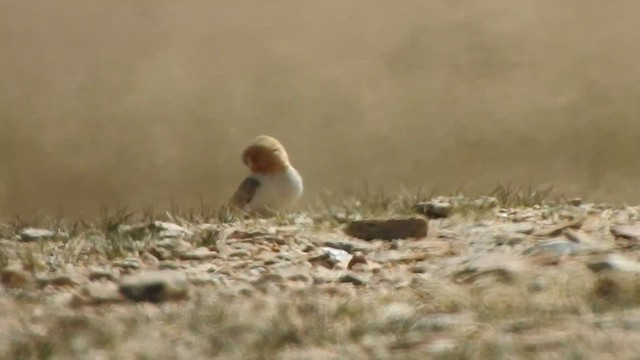 Blanford's Snowfinch - ML584934031