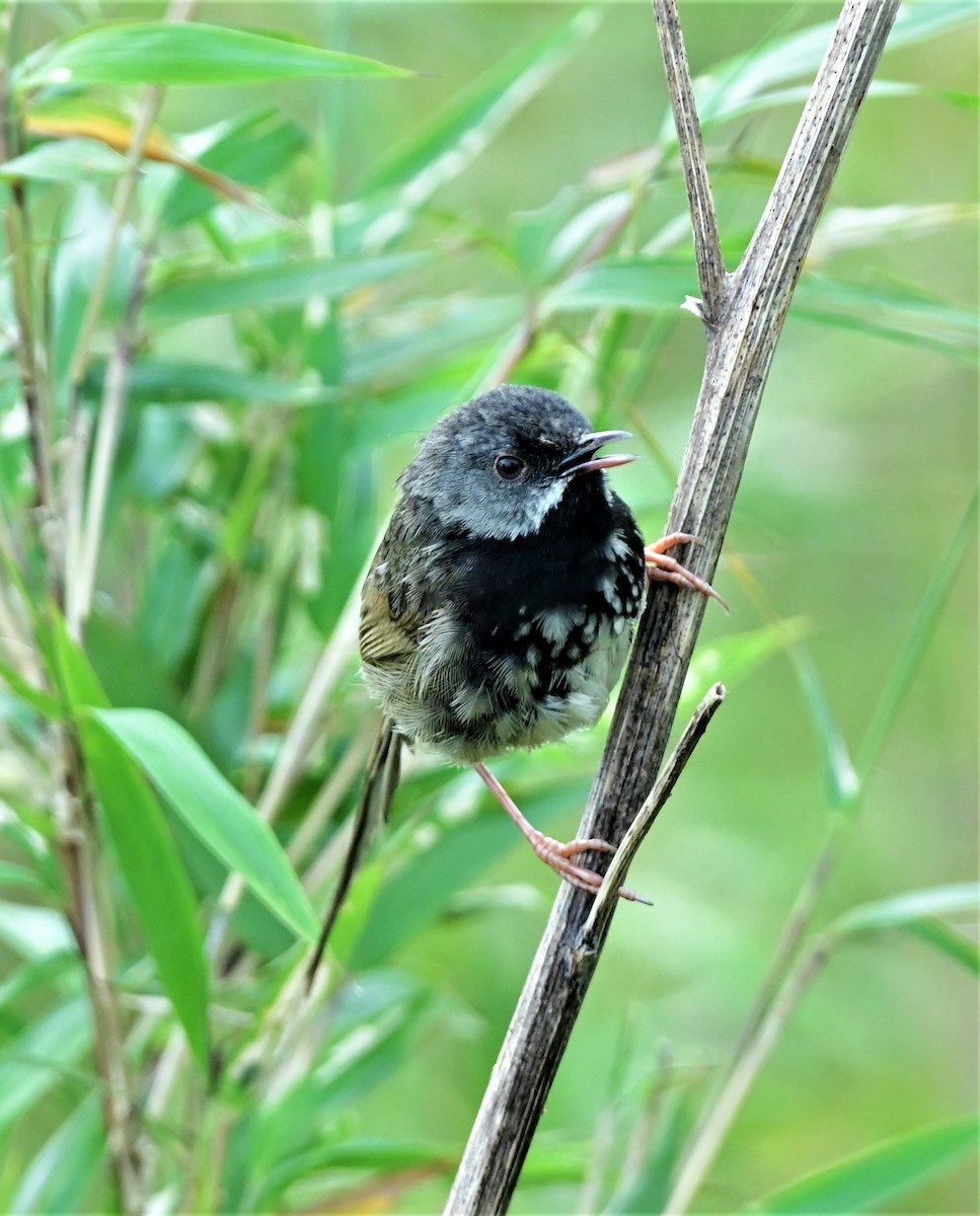 Black-throated Prinia - DEBASISH CHATTEERJEE