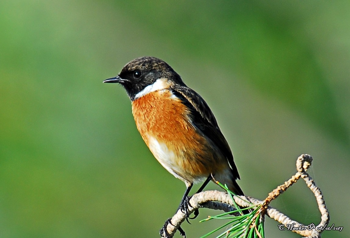 European Stonechat - ML58493441