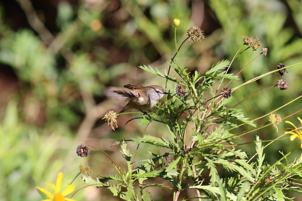 Brown Gerygone - ML584935001