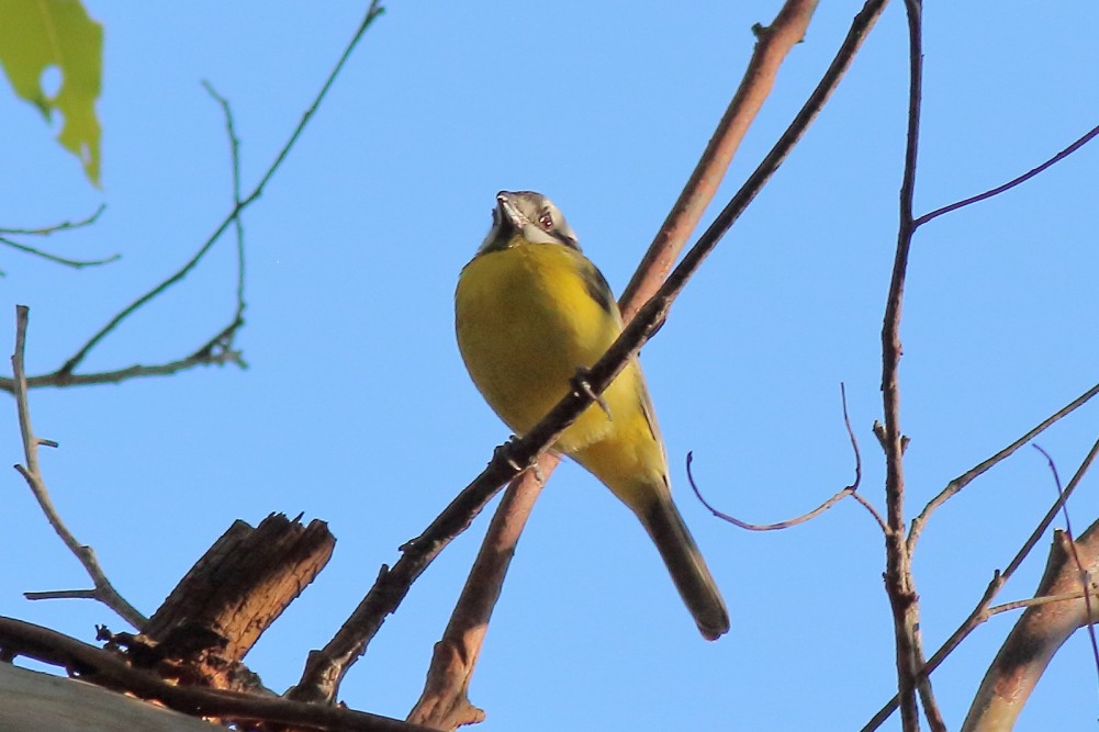 Eastern Shrike-tit - ML584935081