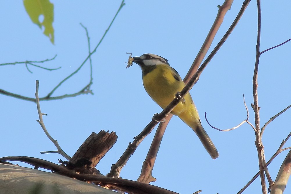 Eastern Shrike-tit - ML584935101