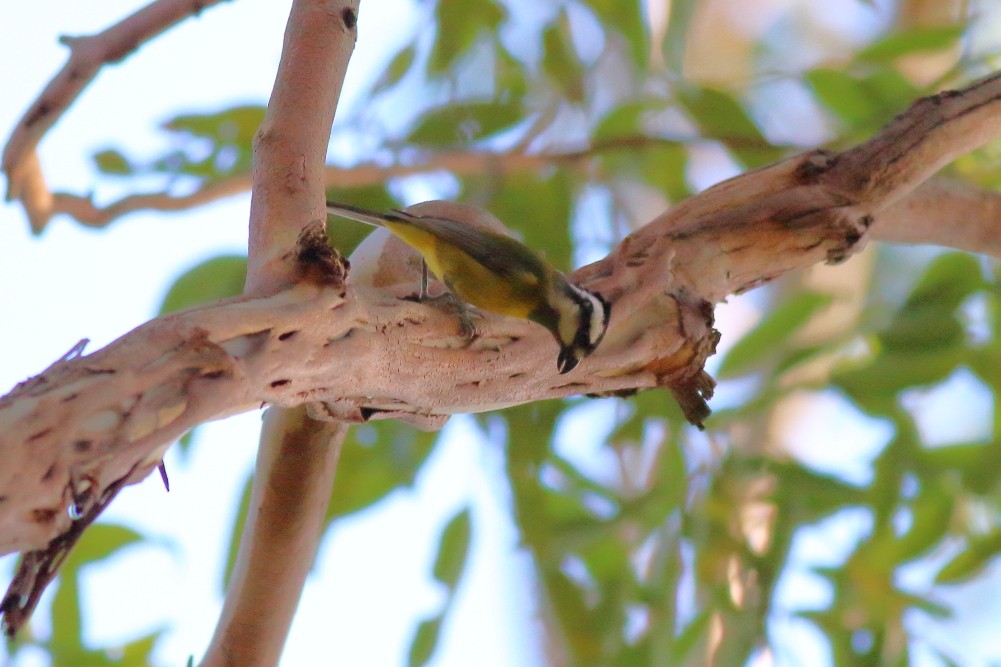 Eastern Shrike-tit - ML584935221