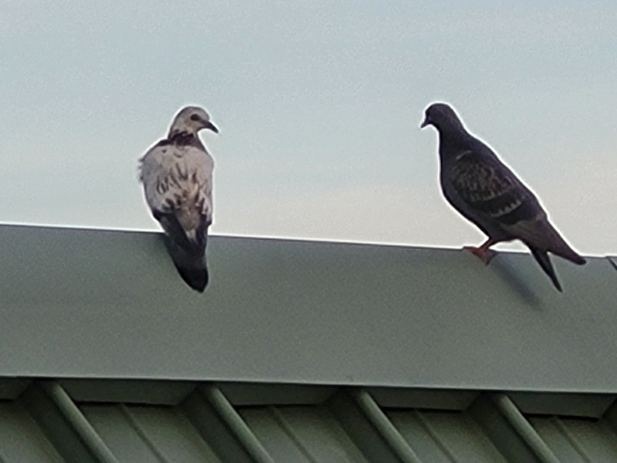 Rock Pigeon (Feral Pigeon) - ML584935281