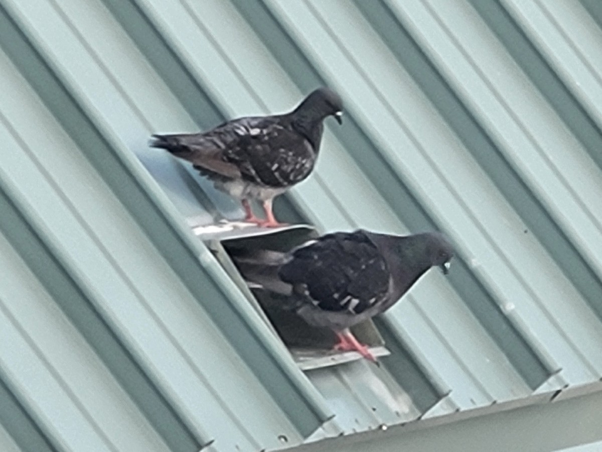 Pigeon biset (forme domestique) - ML584935291