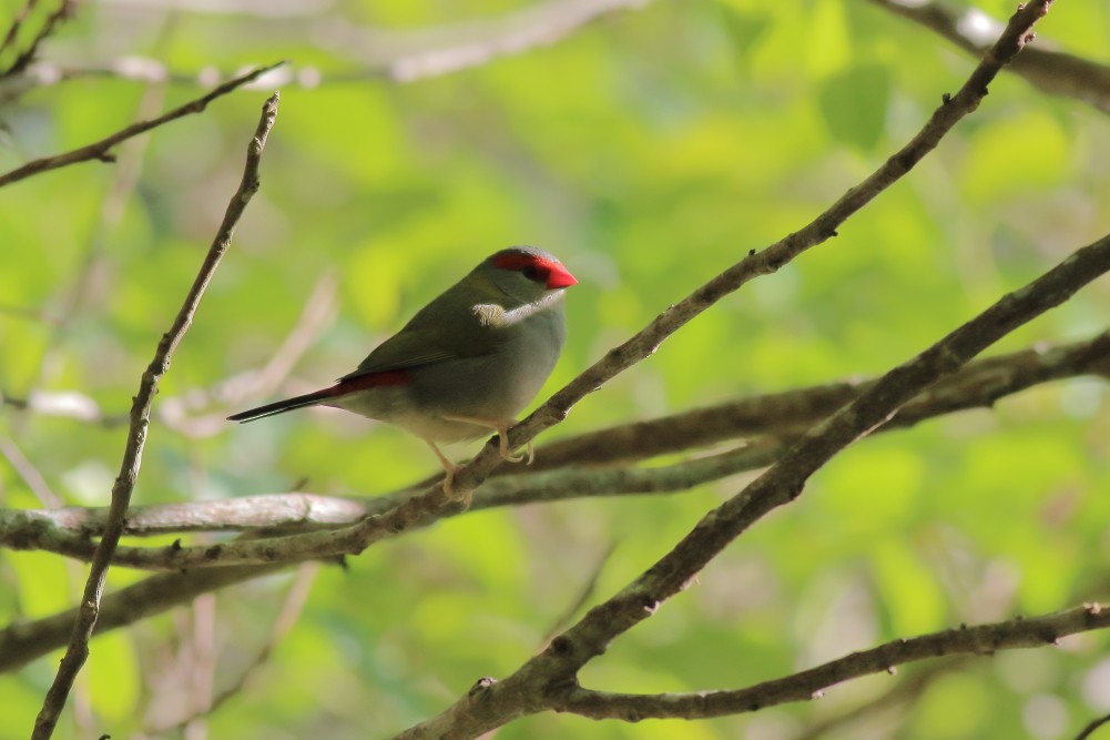 Red-browed Firetail - ML584935491