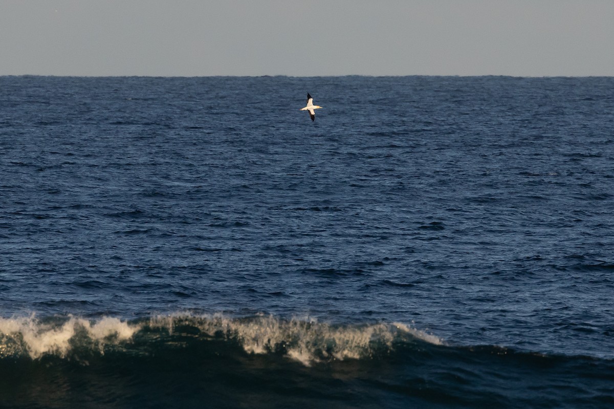 Australasian Gannet - Nathan Bartlett