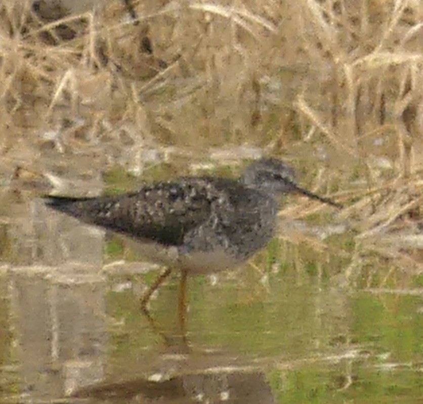 Lesser Yellowlegs - ML584936301