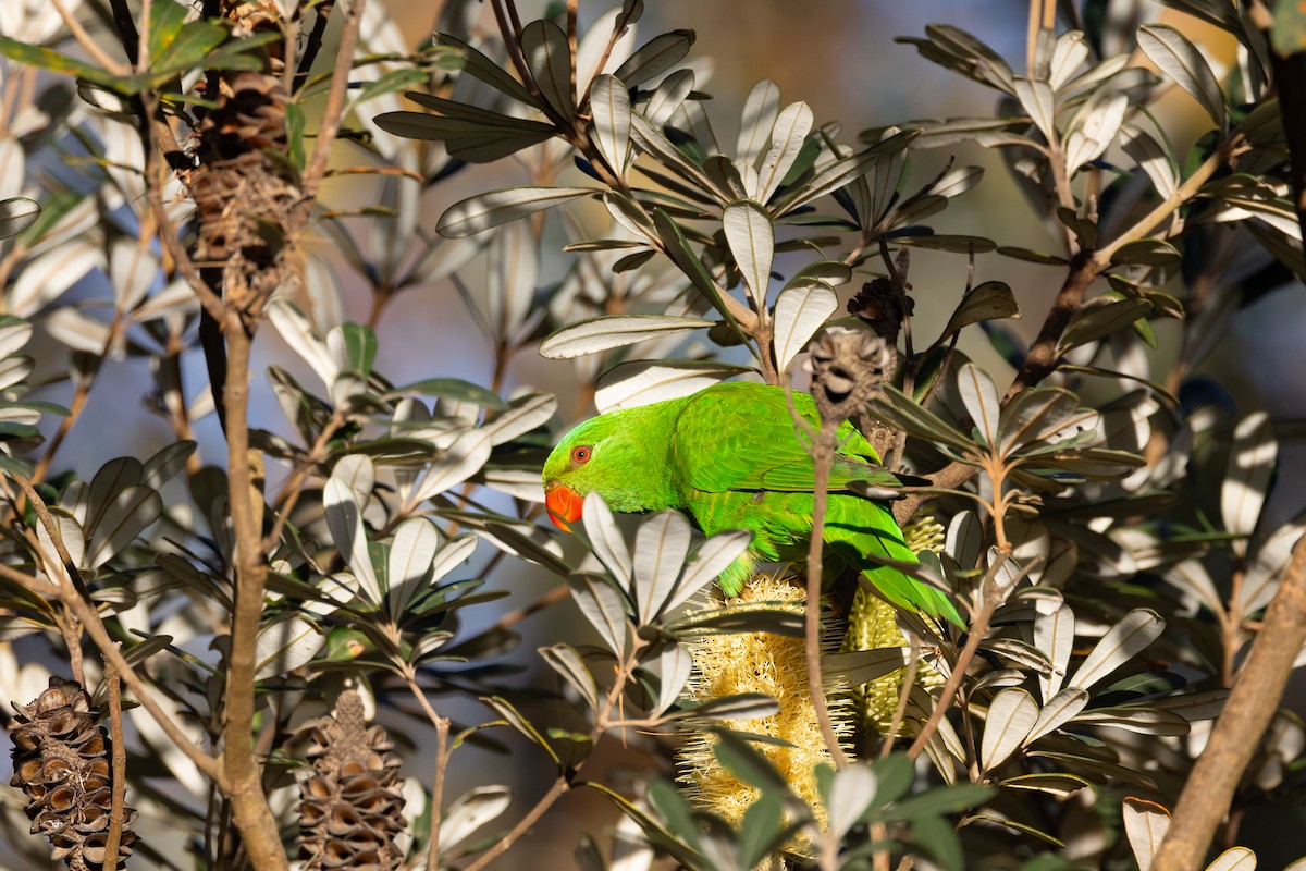 Scaly-breasted Lorikeet - ML584936461