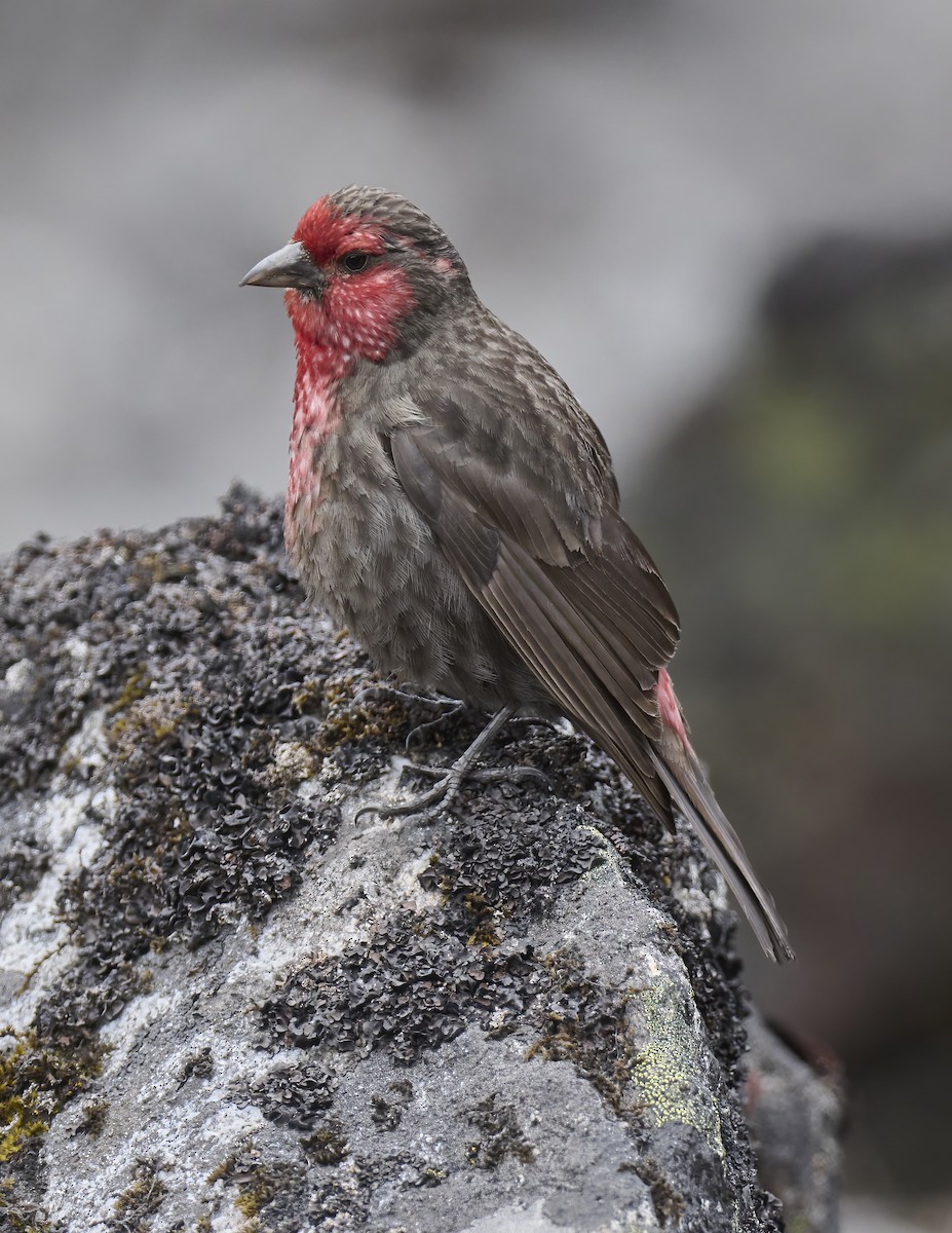 Red-fronted Rosefinch - Manjunath Desai