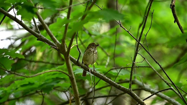 Hermit Thrush (faxoni/crymophilus) - ML584939791