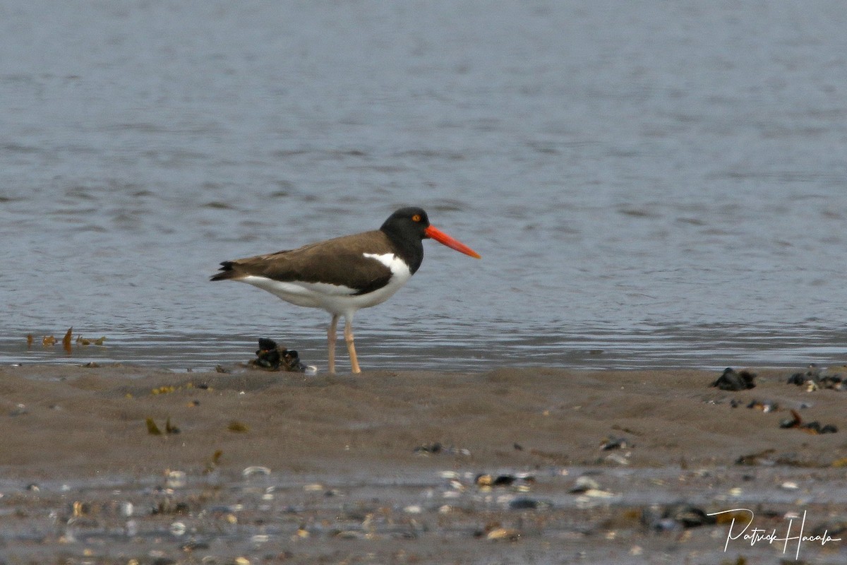 American Oystercatcher - patrick hacala