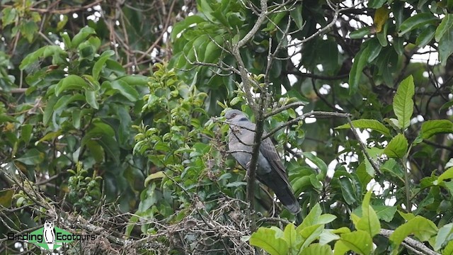 Dusky Turtle-Dove - ML584940701