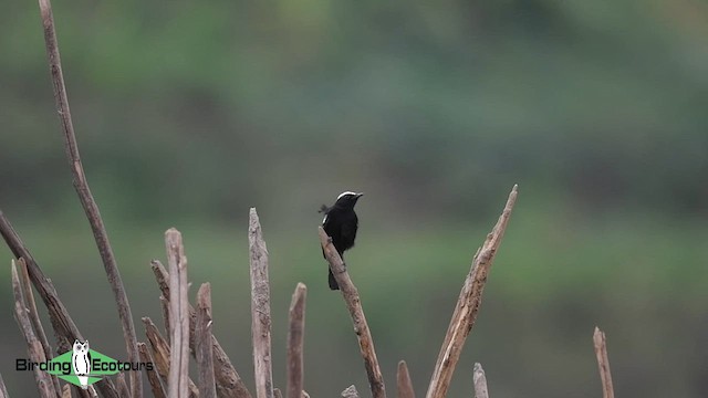 Zorzal Hormiguero de Ruaha - ML584941021