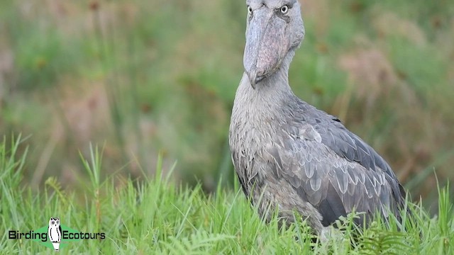 Shoebill - ML584941091