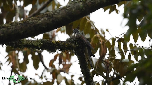 Red-chested Cuckoo - ML584941371