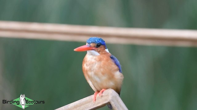 Malachite Kingfisher - ML584941561