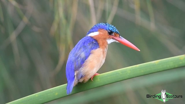 Martin-pêcheur huppé - ML584941571