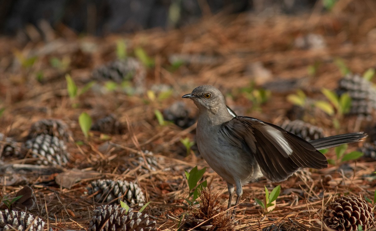 Northern Mockingbird - ML584941641